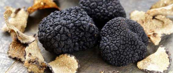 PIEMONTE – Truffle Hunting Tour